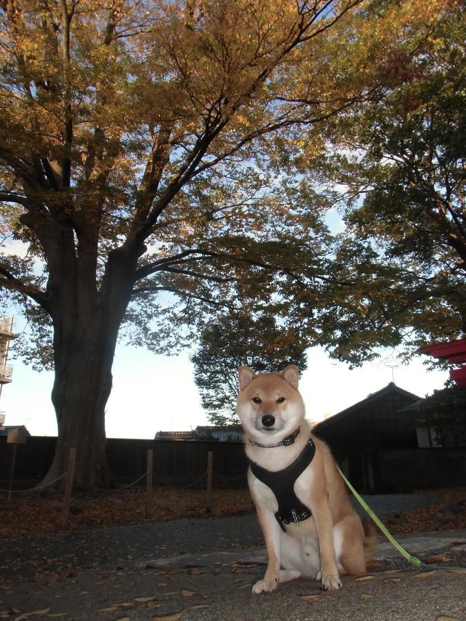 Kanazawa Share House Gaooo Buitenkant foto